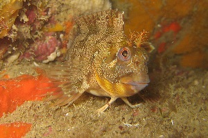 Gestreifter Schleimfisch (Parablennius gattorugine)