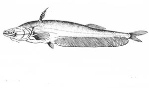 Pinna catfish (Pinniwallago kanpurensis)