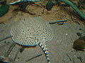 Potamotrygon tigrina, Urheber/Quelle/Lizenz: Franklin Samir Dattein, flickr, CC BY-NC 2.0