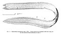 Pythonichthys microphthalmus