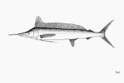 Langschnäuziger Speerfisch (Tetrapturus pfluegeri), Urheber/Lizenz: FAO, CC BY-NC 3.0