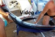 Langschnäuziger Speerfisch (Tetrapturus pfluegeri), Urheber/Quelle/Lizenz: BHMAPS, Youtube, Video
