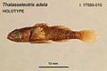 Cryptic Sea Gudgeon (Thalasseleotris adela)