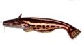Auchenipteridae Trachelyopterichthys taeniatus