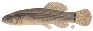 Kleiner Hundsfisch (Umbra pygmaea)