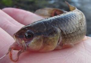Kleiner Hundsfisch (Umbra pygmaea)