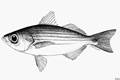 Longfin salema (Xenichthys xanti)
